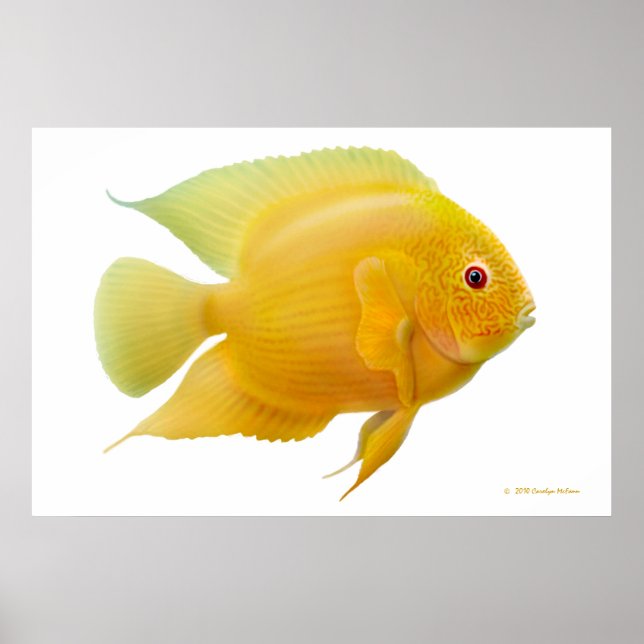 Lemon Gold Severum Cichlid Print Poster (Vorne)