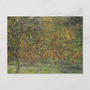Lemon Grove in Bordighera von Claude Monet Postkarte