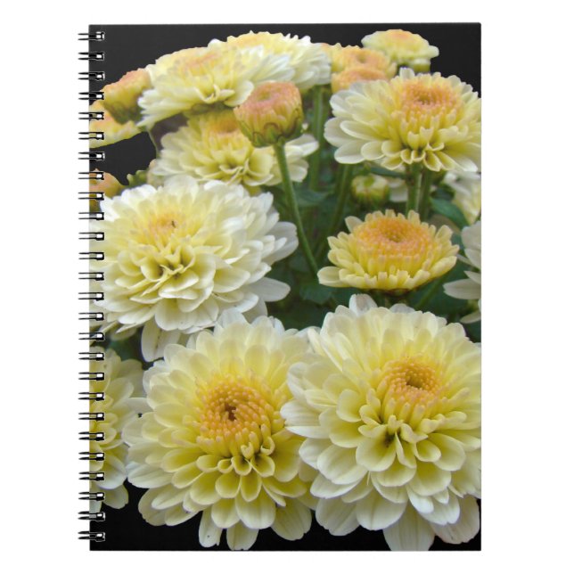 Lemon Meringue Chrysanthemums Notizblock (Vorderseite)