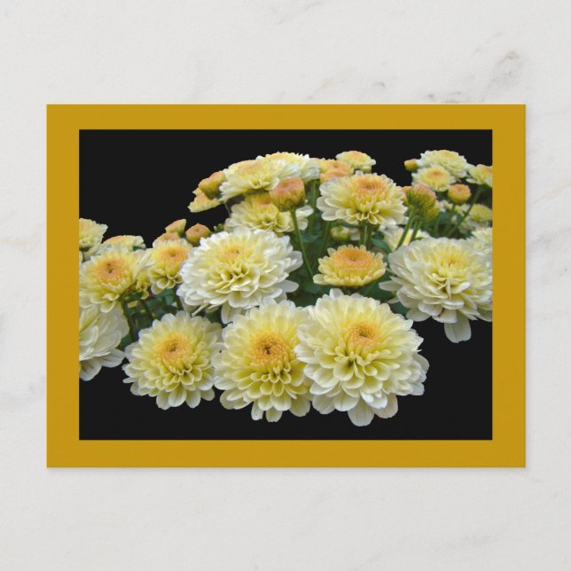 Lemon Meringue Chrysanthemums Postkarte (Vorderseite)