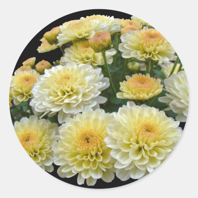 Lemon Meringue Chrysanthemums Runder Aufkleber (Vorderseite)