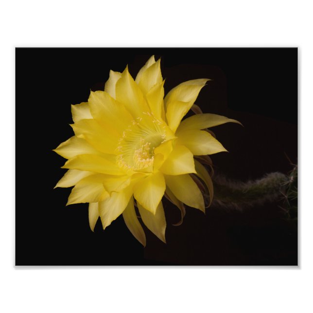Lemon Pie Cactus Blume Delight Fotodruck (Vorne)