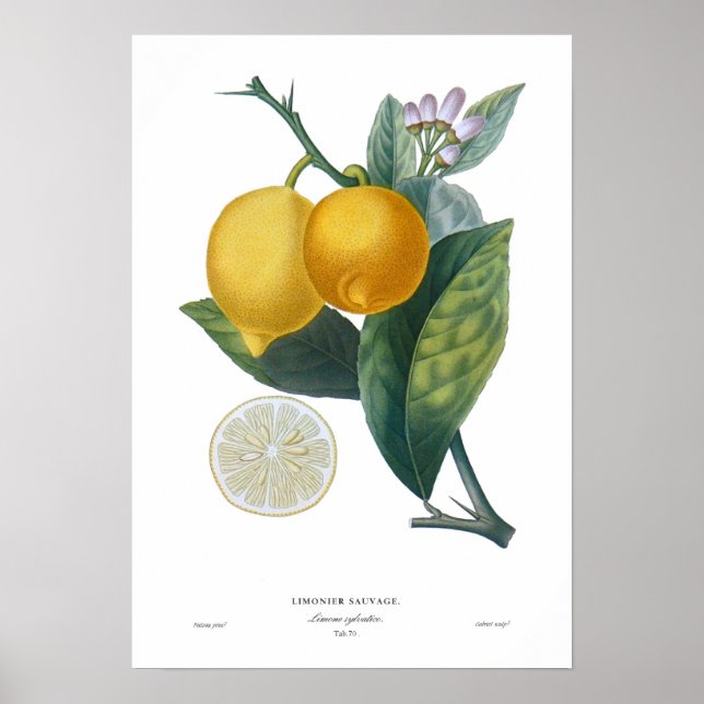 Lemon Poster (Vorne)