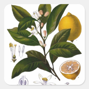 Lemon Quadratischer Aufkleber