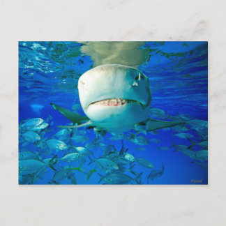 Lemon Shark Say Cheese Postkarte