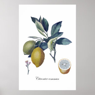 LEMON Studie botanisches Vintage Poster