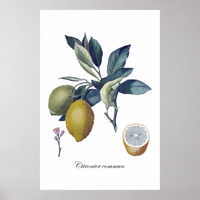 LEMON Studie botanisches Vintage Poster (Vorne)