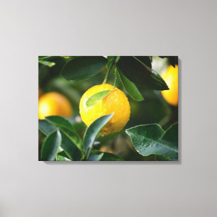 Lemon Tree Fruit Fotografy Leinwanddruck