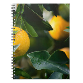 Lemon Tree Fruit Fotografy Notizblock