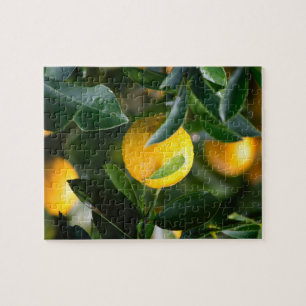 Lemon Tree Fruit Fotografy Puzzle