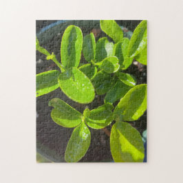 Lemon Tree Garden Planing Spring Puzzle