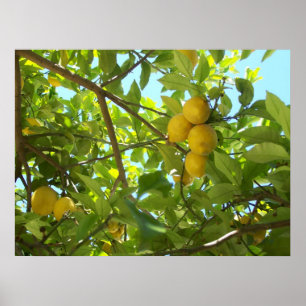 LEMON TREE POSTER