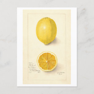 Lemon Vintag Botanische Illustration Postkarte