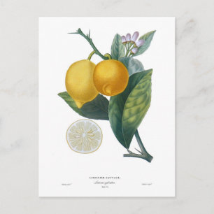 Lemon von Pierre - Antoine Poiteau Postkarte