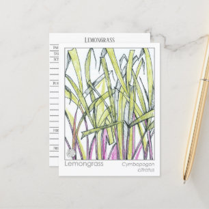 Lemongrass Herb Materia Medica Wissenskarte Postkarte