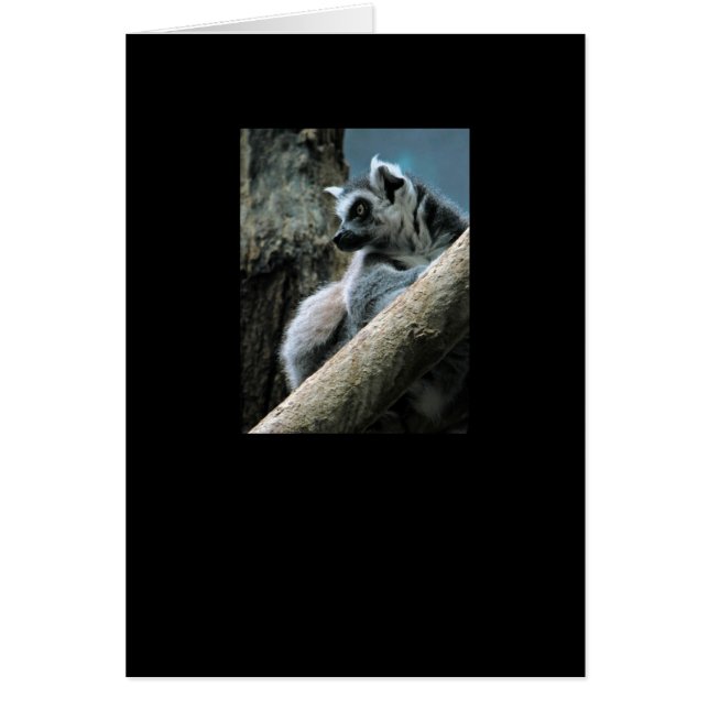 Lemur (Vorne)