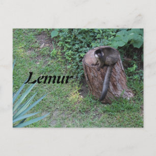 Lemur # 1 postkarte