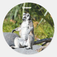 Lemur-Affe