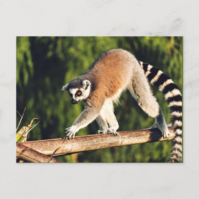 Lemur auf einer Baumzweigung Feiertagspostkarte (Vorderseite)