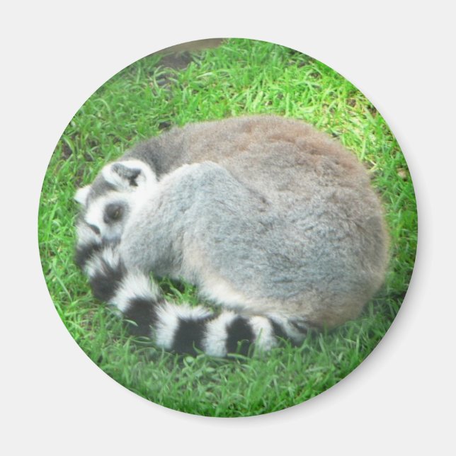 Lemur auf Gras Magnet (Vorne)