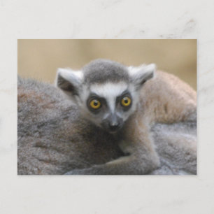 Lemur Baby Postkarten