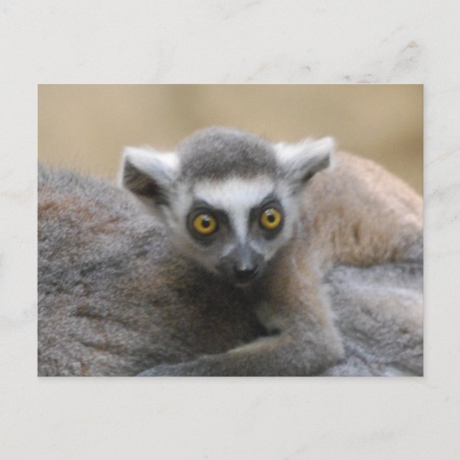 Lemur Baby Postkarten (Vorderseite)