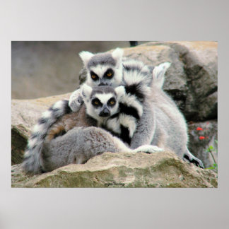 Lemur Cuddles Poster