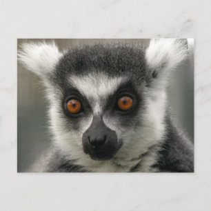 Lemur Face Postkarten