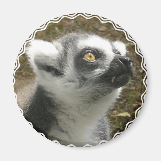 Lemur Foto Magnet (Vorne)