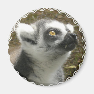 Lemur-Foto-Magnet Magnet