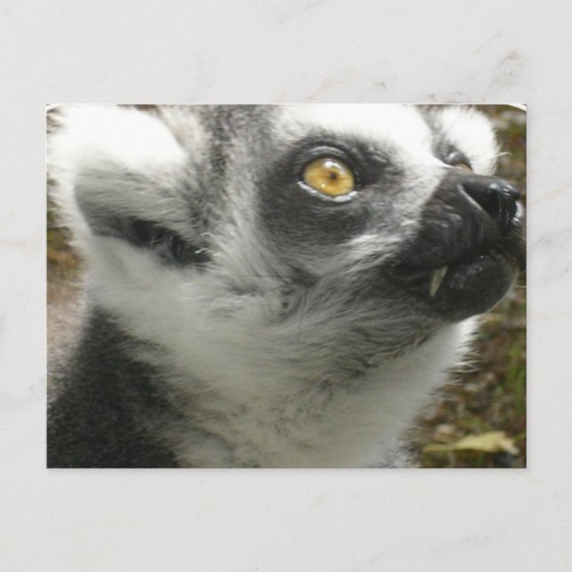 Lemur Foto Postcard Postkarte (Vorderseite)