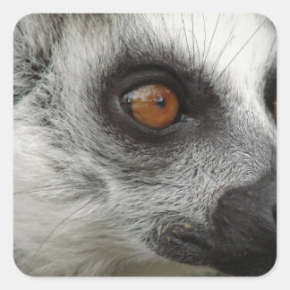 Lemur Foto Quadratischer Aufkleber
