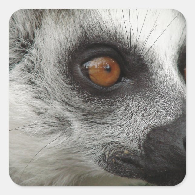 Lemur Foto Quadratischer Aufkleber (Vorderseite)