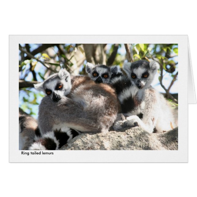 Lemur-Geschenk-Karte (Vorderseite (Horizontal))
