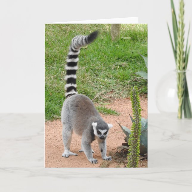Lemur Grußkarte Karte (Vorderseite)