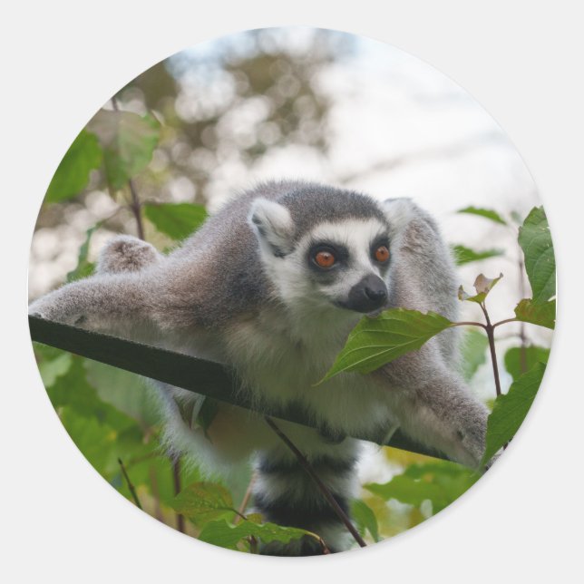 Lemur im Freien Runder Aufkleber (Vorderseite)