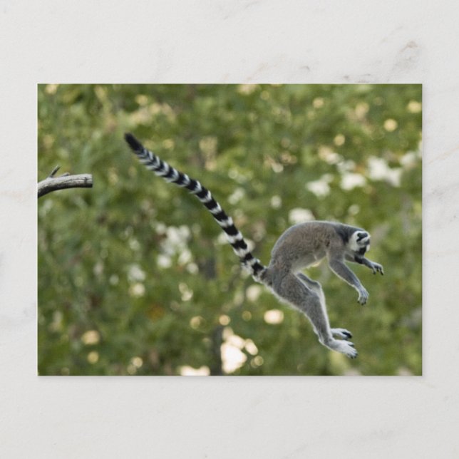 Lemur Jump Postcard Postkarte (Vorderseite)