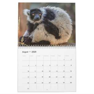 Lemur-Kalender 2025 Kalender