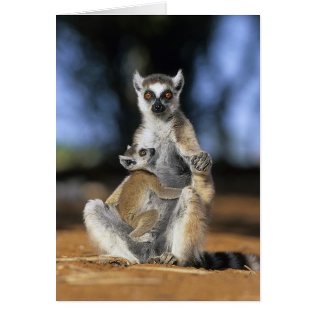 Lemur, (Lemur catta), Mutter und (Vorne)
