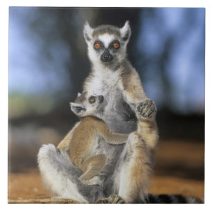 Lemur, (Lemur catta), Mutter und Fliese