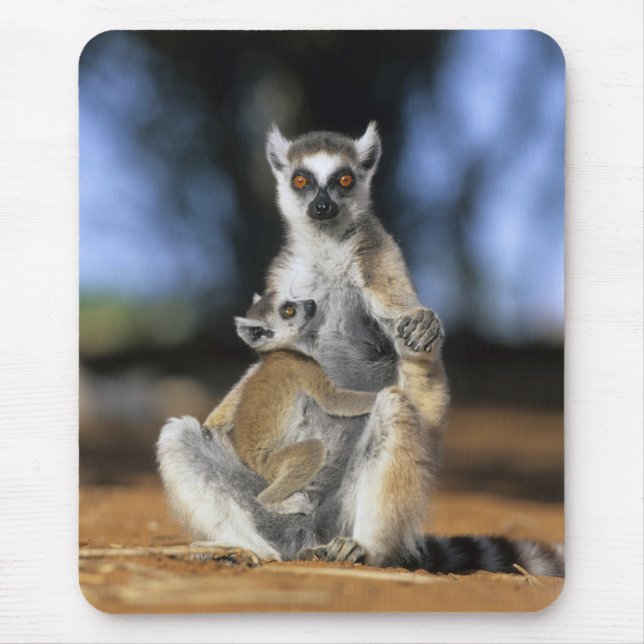 Lemur, (Lemur catta), Mutter und Mousepad (Vorne)
