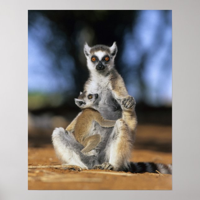 Lemur, (Lemur catta), Mutter und Poster (Vorne)