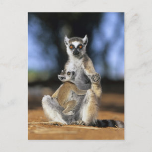 Lemur, (Lemur catta), Mutter und Postkarte
