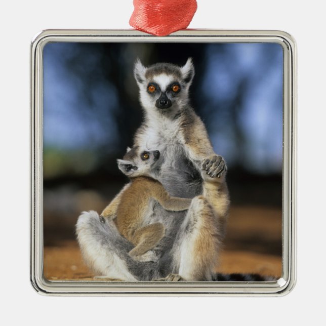 Lemur, (Lemur catta), Mutter und Silbernes Ornament (Vorne)