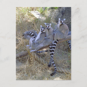 Lemur Line Postkarte