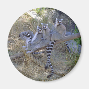 Lemur-Linie Magnet