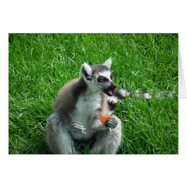 Lemur Lunch (Vorderseite (Horizontal))