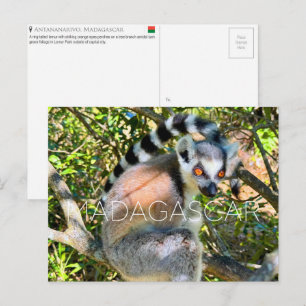 Lemur, Madagaskar Reise-Postkarte Postkarte