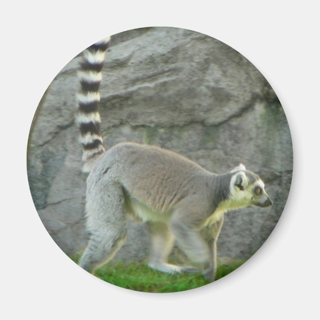 Lemur Magnet (Vorne)