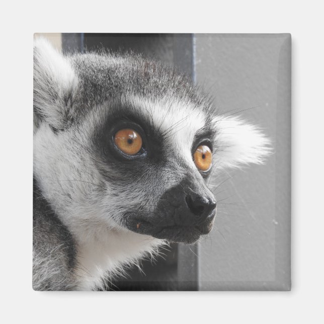 Lemur Magnet (Vorne)